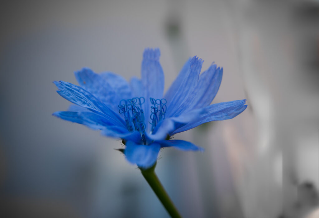 DSC 2155 DxO 1024x699