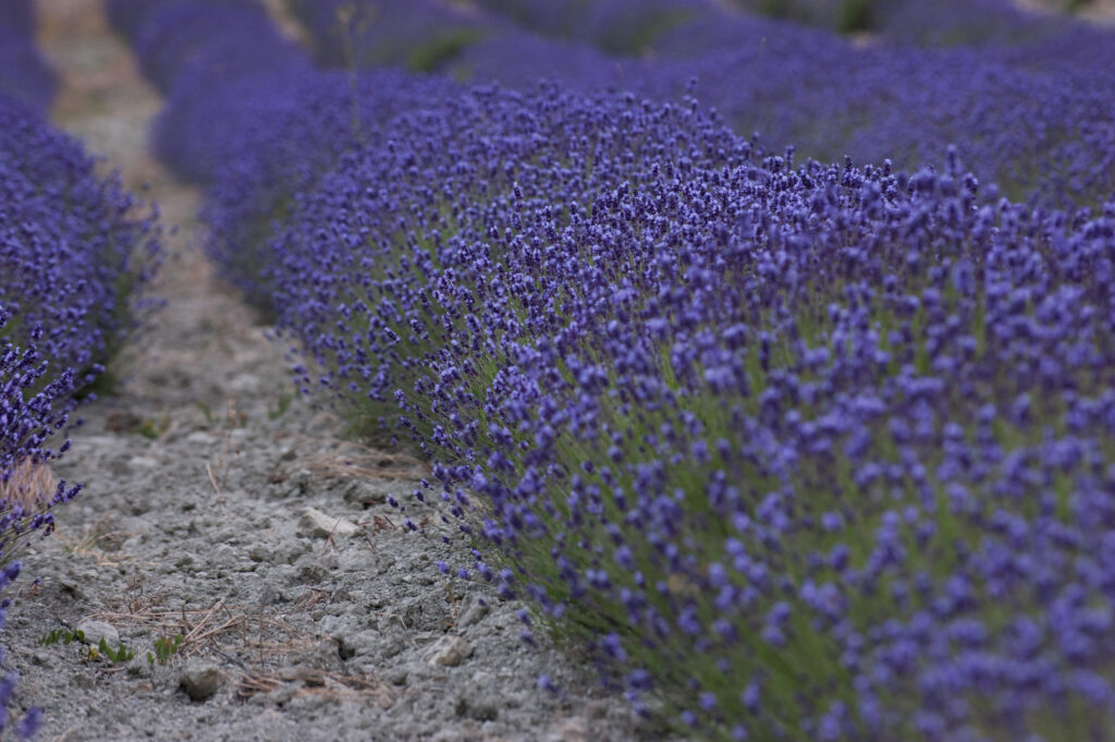 piemont 2006 06 16 17.50.16