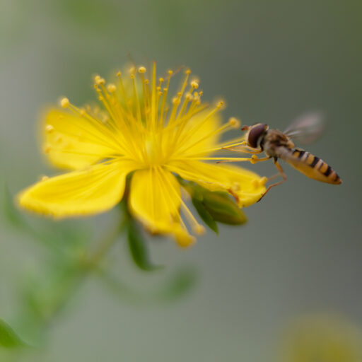 Cropped DSC 2541 DxO 1